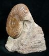 Pseudogrammoceras Ammonite - France #4499-2